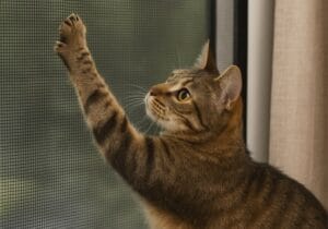 Reinforced Anti-Cat